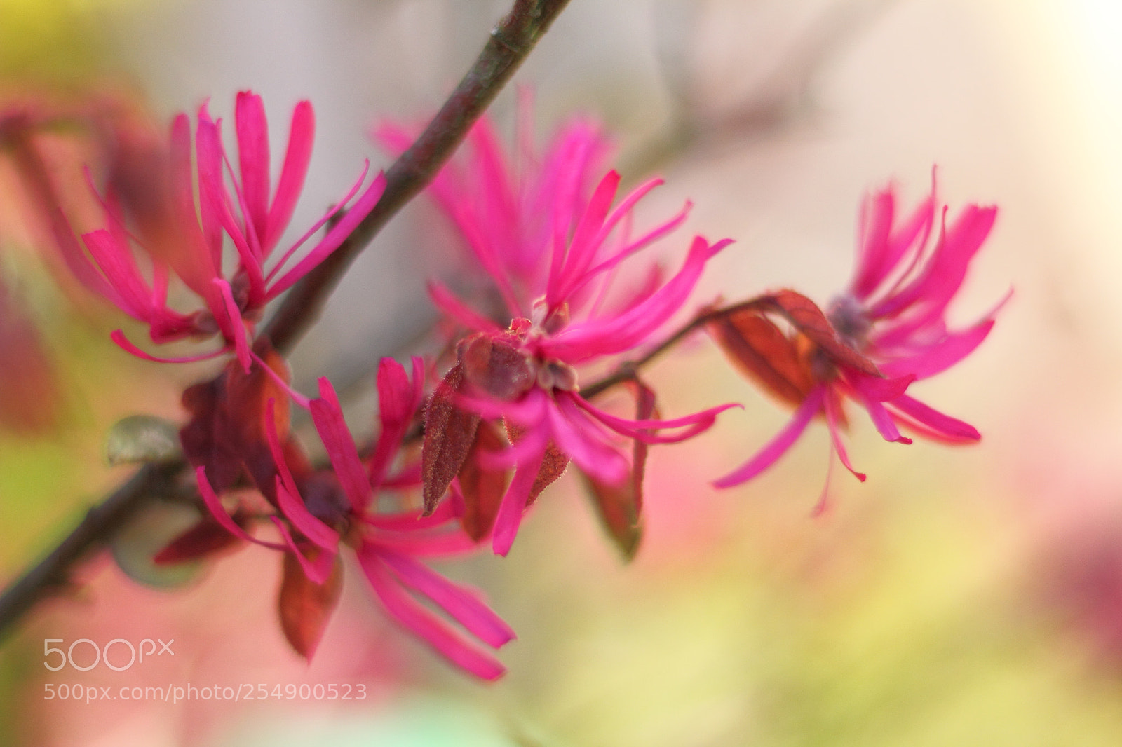 Canon EOS 60D + Canon EF 50mm F1.8 STM sample photo. 016.jpg photography
