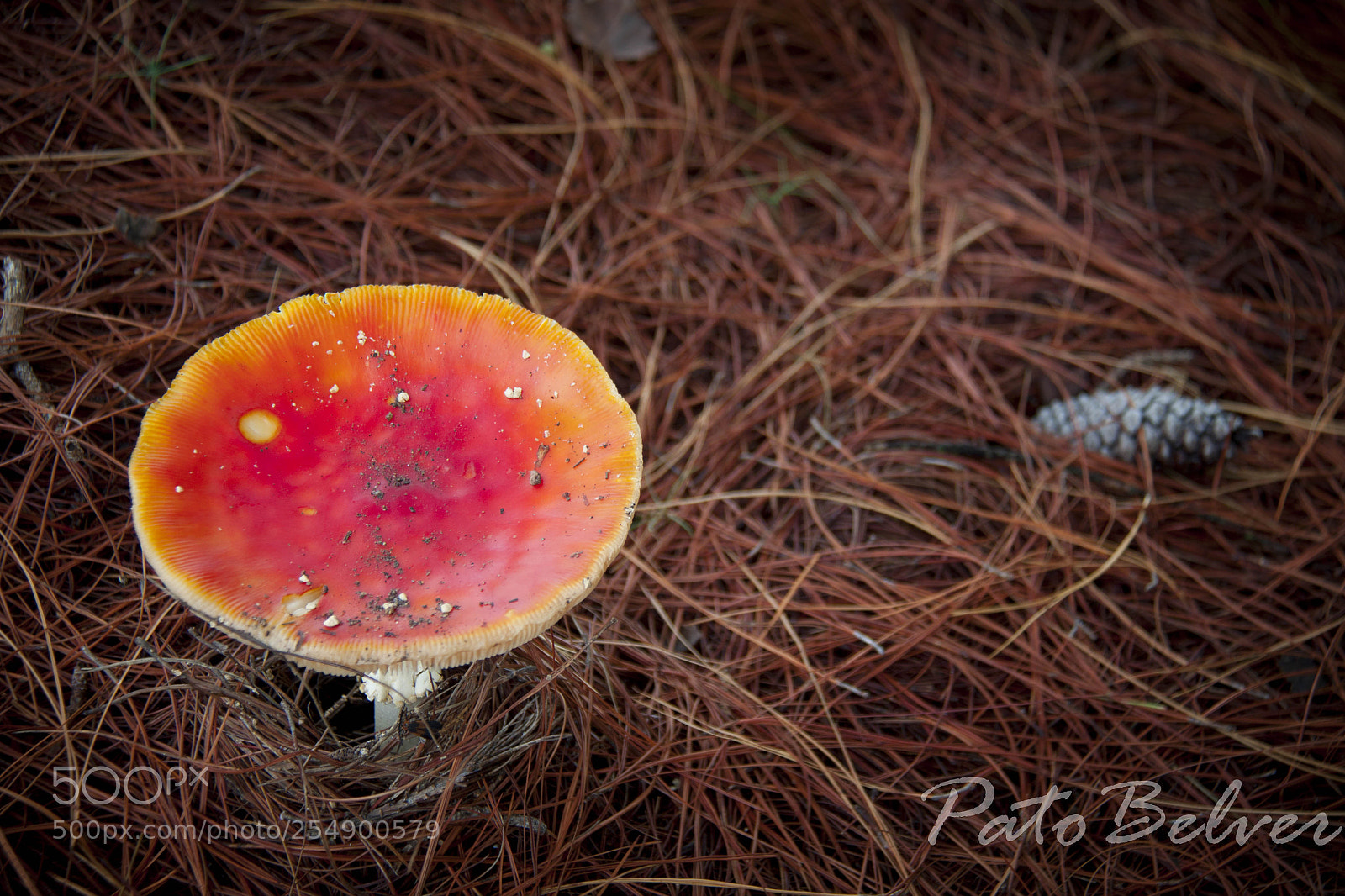 Canon EOS 50D sample photo. Fungus photography