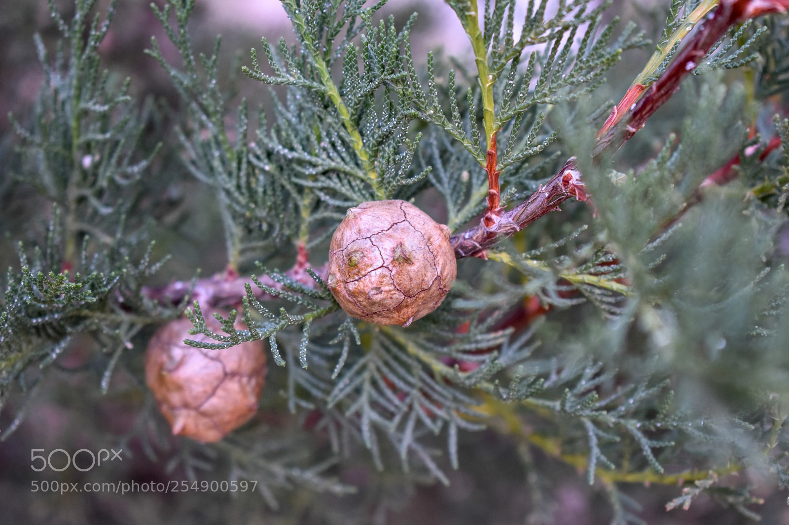 Nikon D3400 sample photo. Pine cone photography