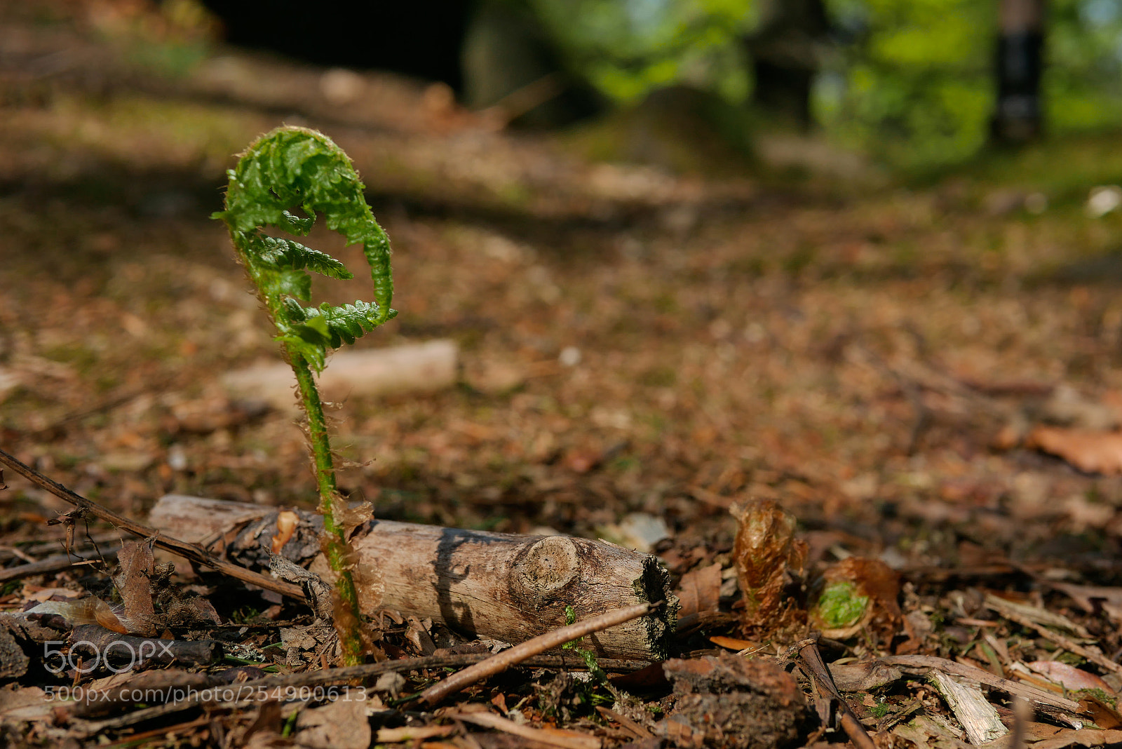 Panasonic Lumix DMC-G7 sample photo. Lil fern photography