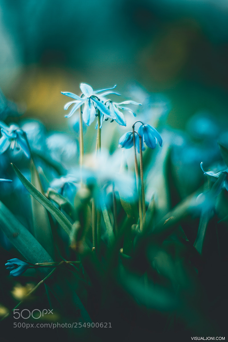 Canon EOS 7D sample photo. Blue spring photography