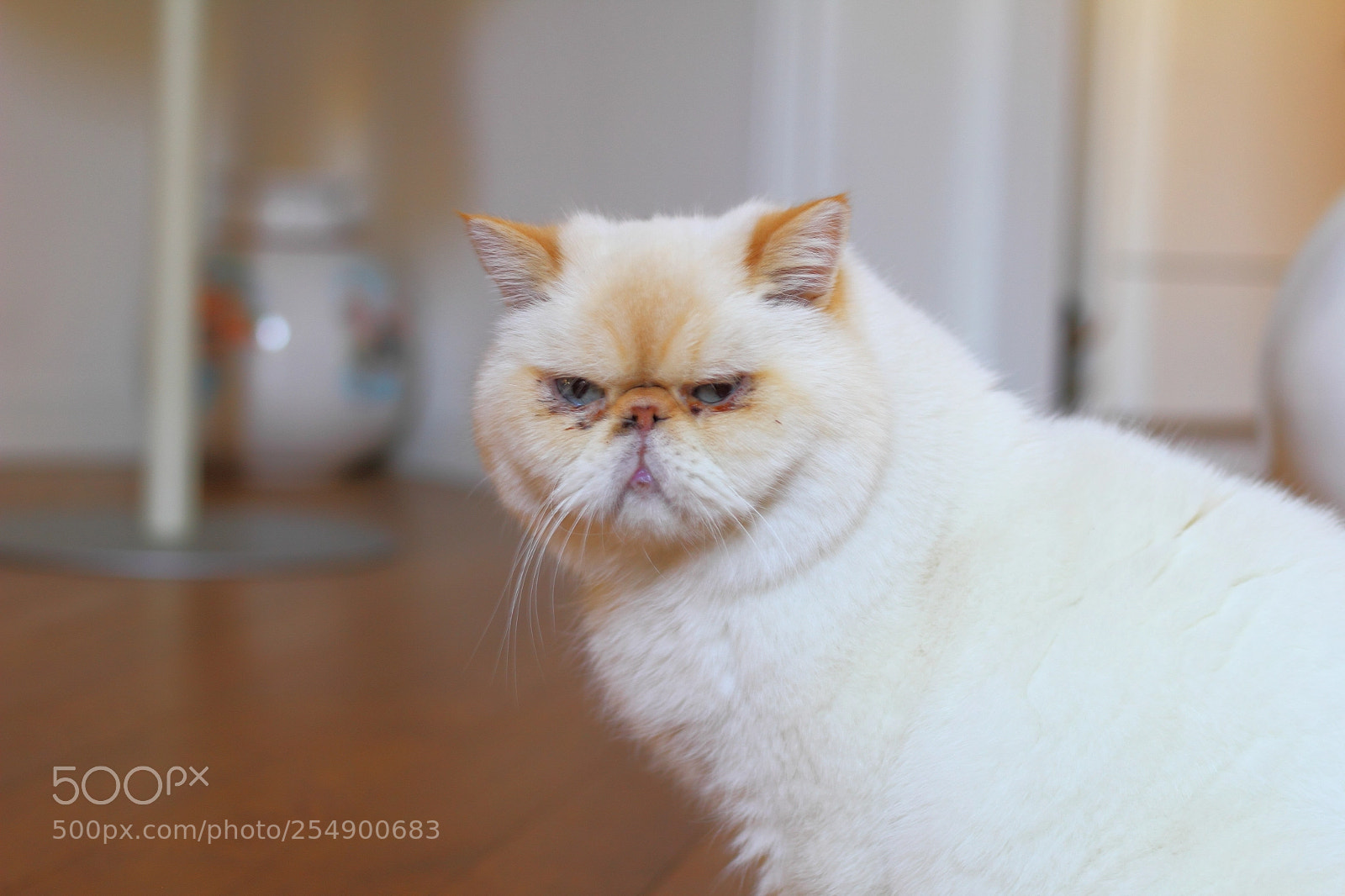 Canon EOS 60D + Canon EF 50mm F1.8 STM sample photo. Furby photography