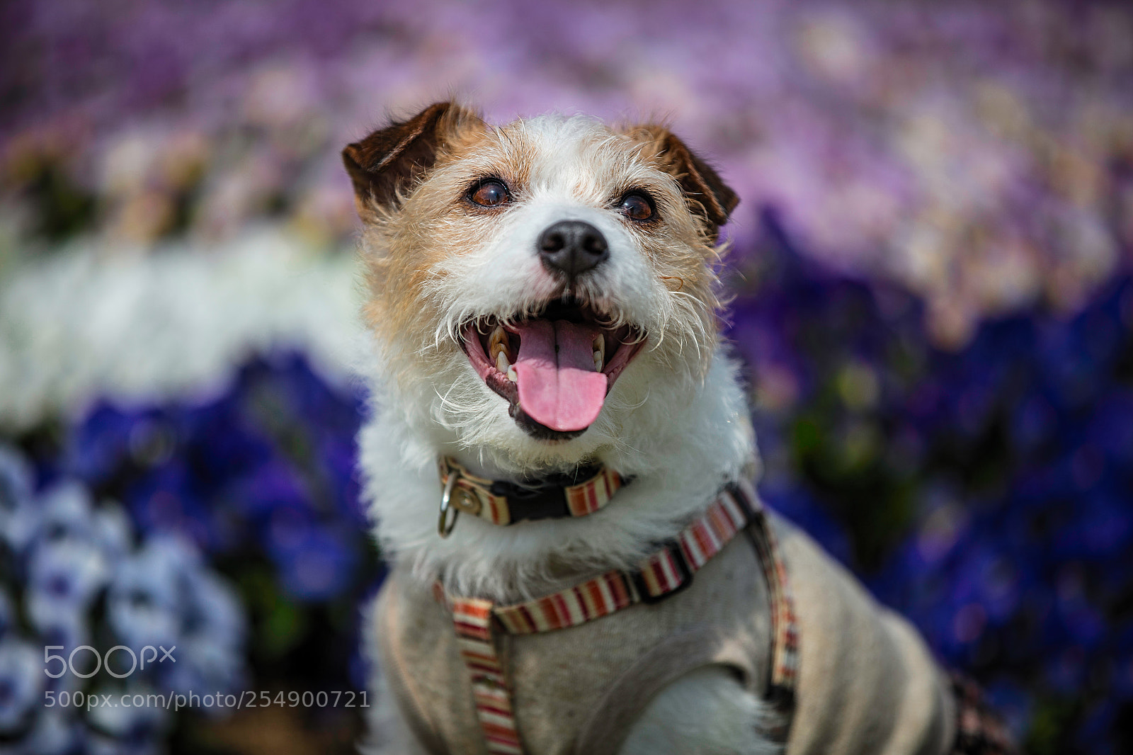Canon EOS 5DS R sample photo. With a smile photography