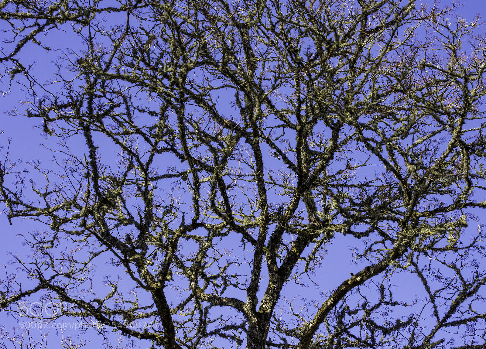 Nikon D7200 sample photo. Network. photography