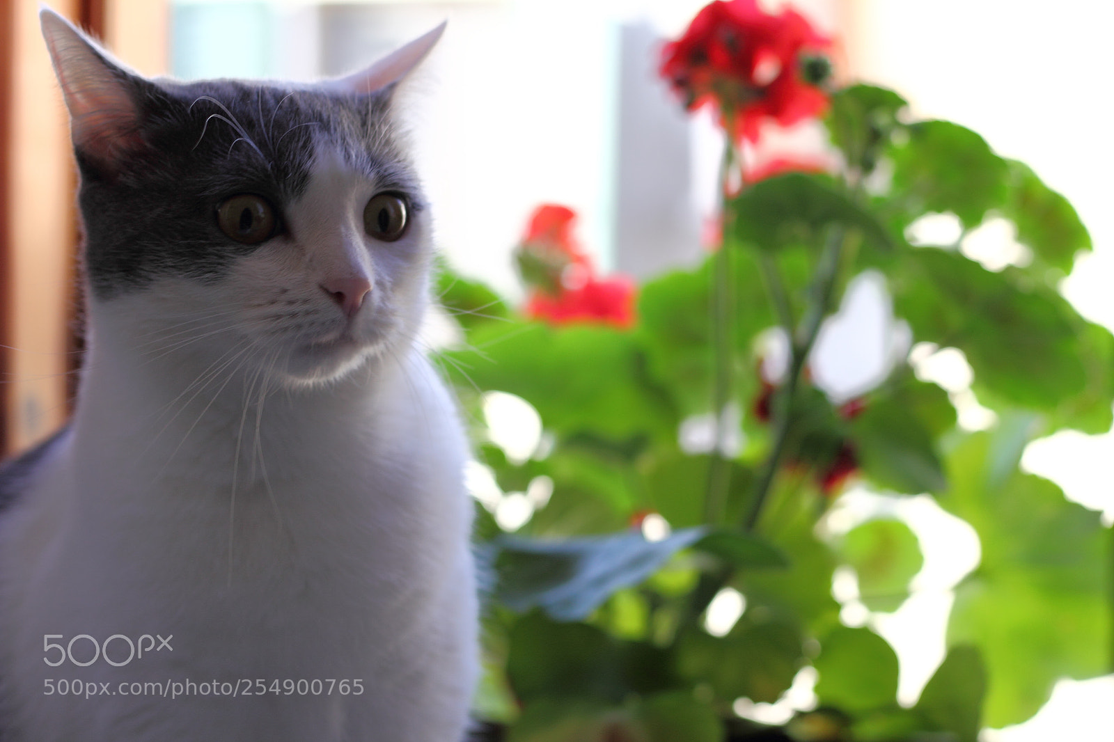 Canon EOS 60D + Canon EF 50mm F1.8 STM sample photo. Chica photography