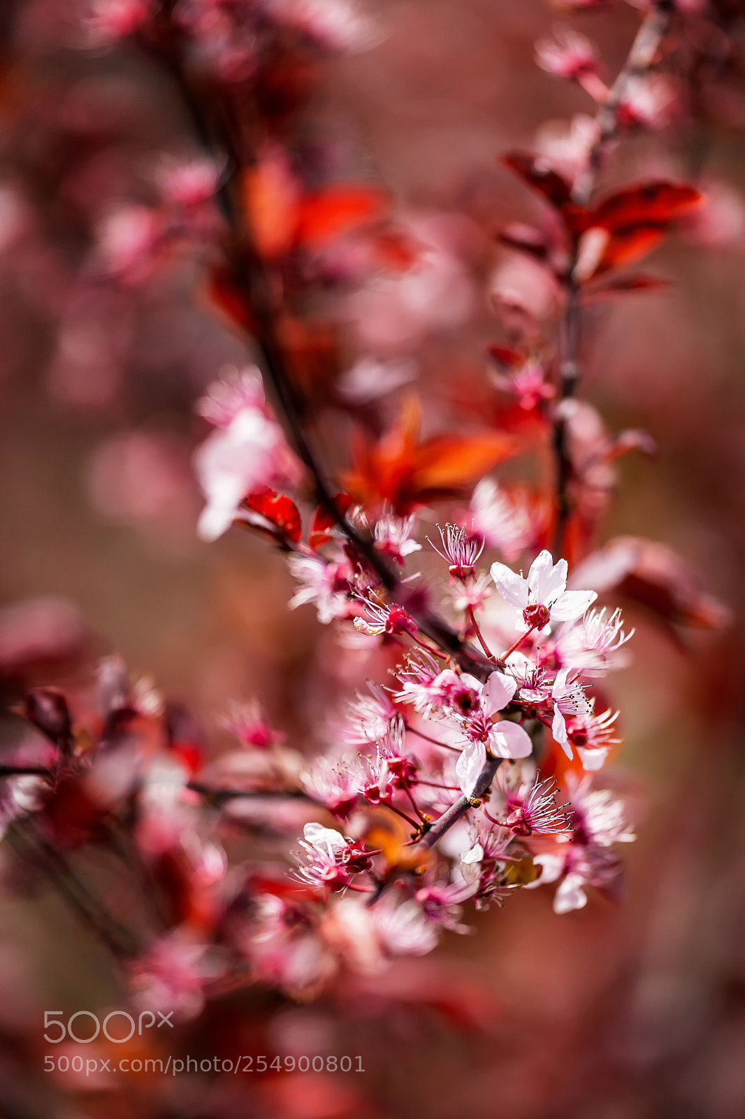Sony SLT-A99V sample photo. Blossom photography