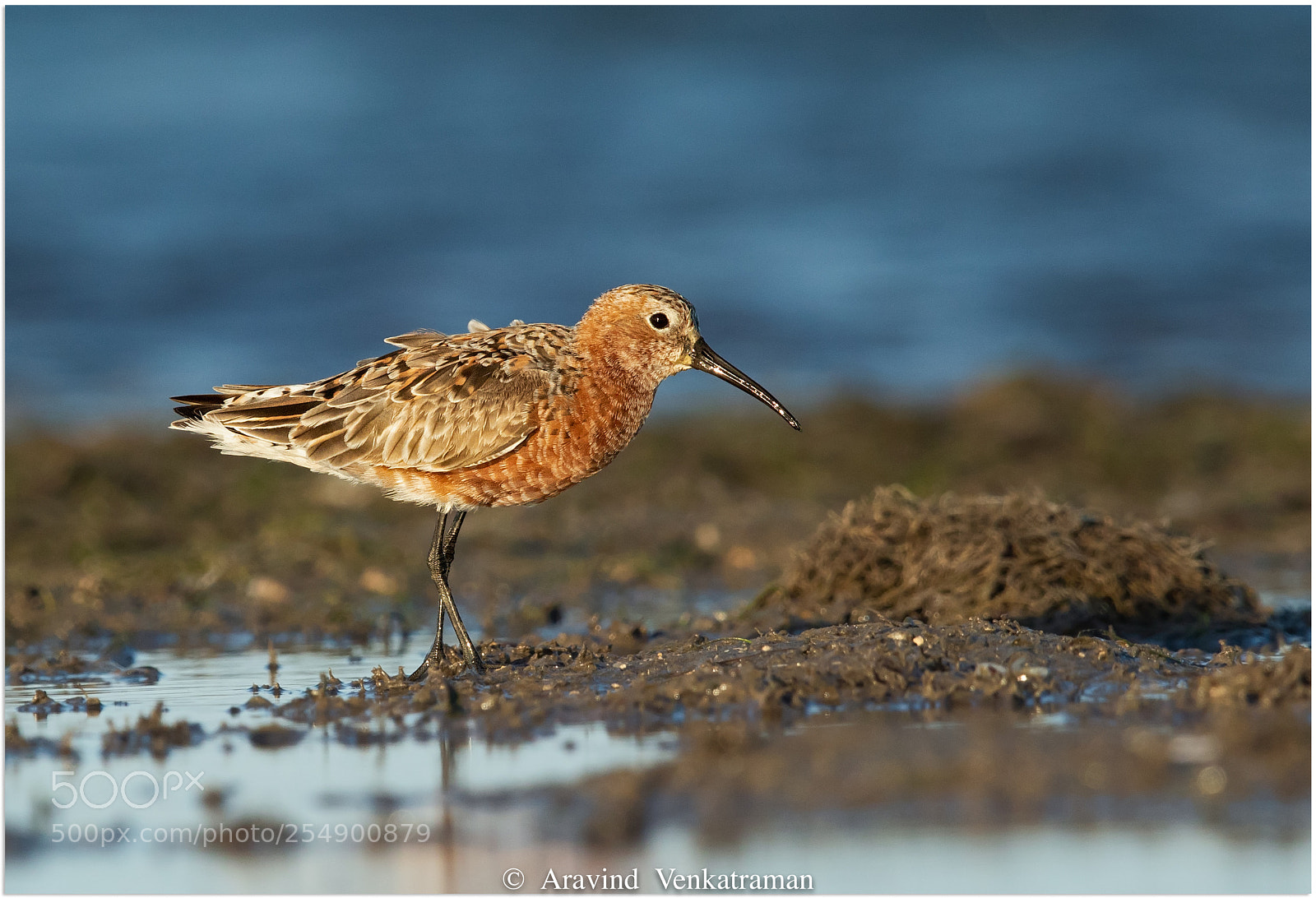 Canon EOS 7D Mark II sample photo. Curlew sandpiper photography