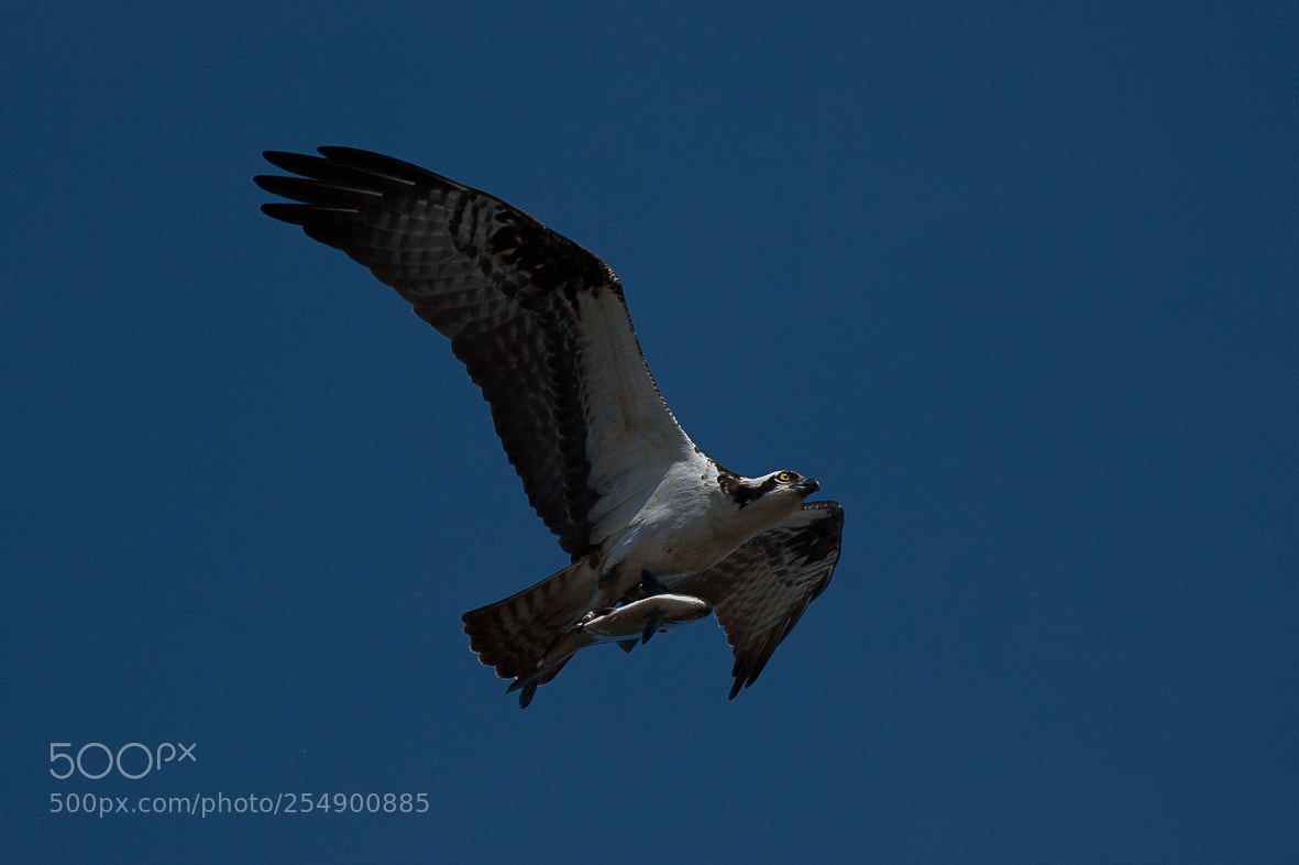 Nikon D700 sample photo. Osprey with a fish photography