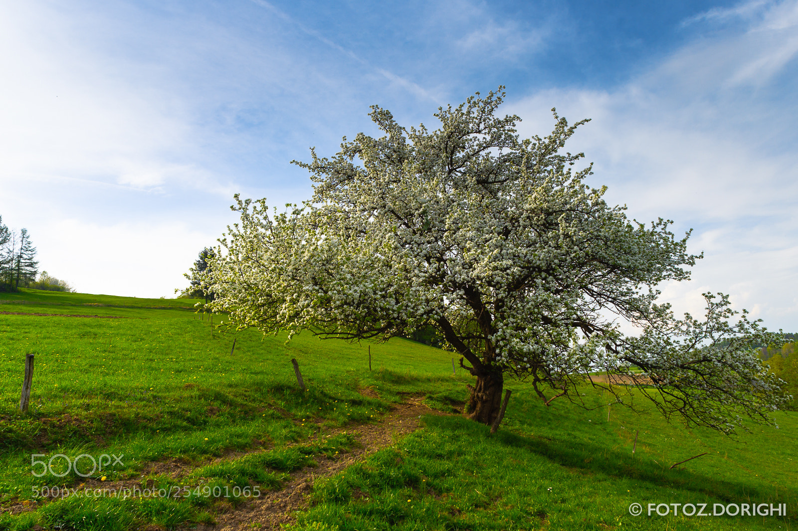Nikon D700 sample photo. Spring tree photography