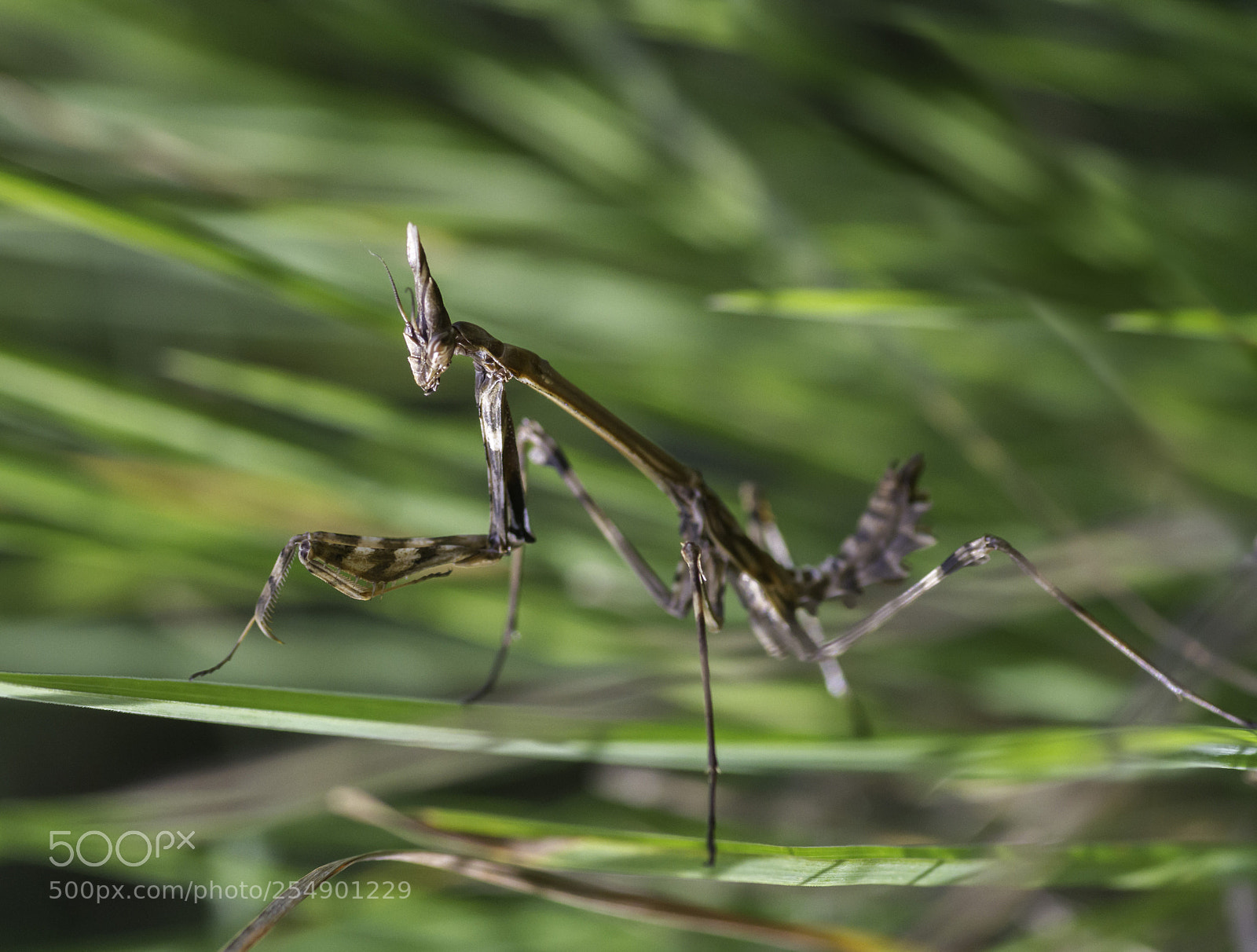 Canon EOS 7D sample photo. Mg photography
