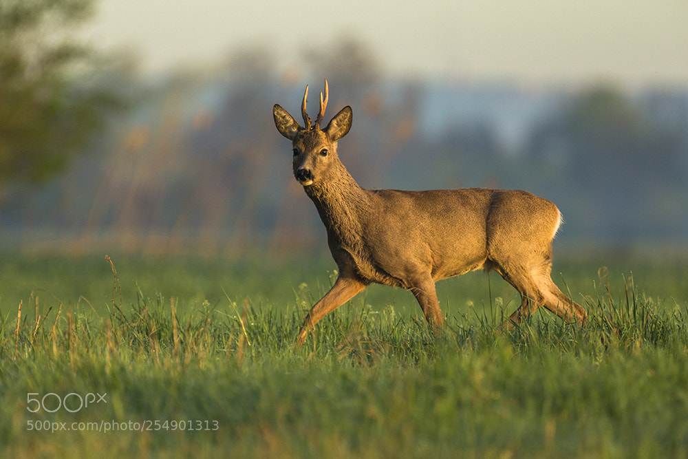 Canon EOS-1D X sample photo. Curious buck with crooked photography