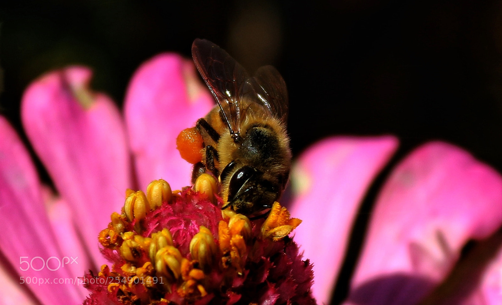 Canon EOS 700D (EOS Rebel T5i / EOS Kiss X7i) sample photo. Arı photography