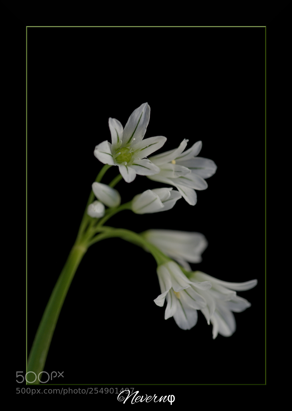 Pentax K-S2 sample photo. Three cornered garlic photography