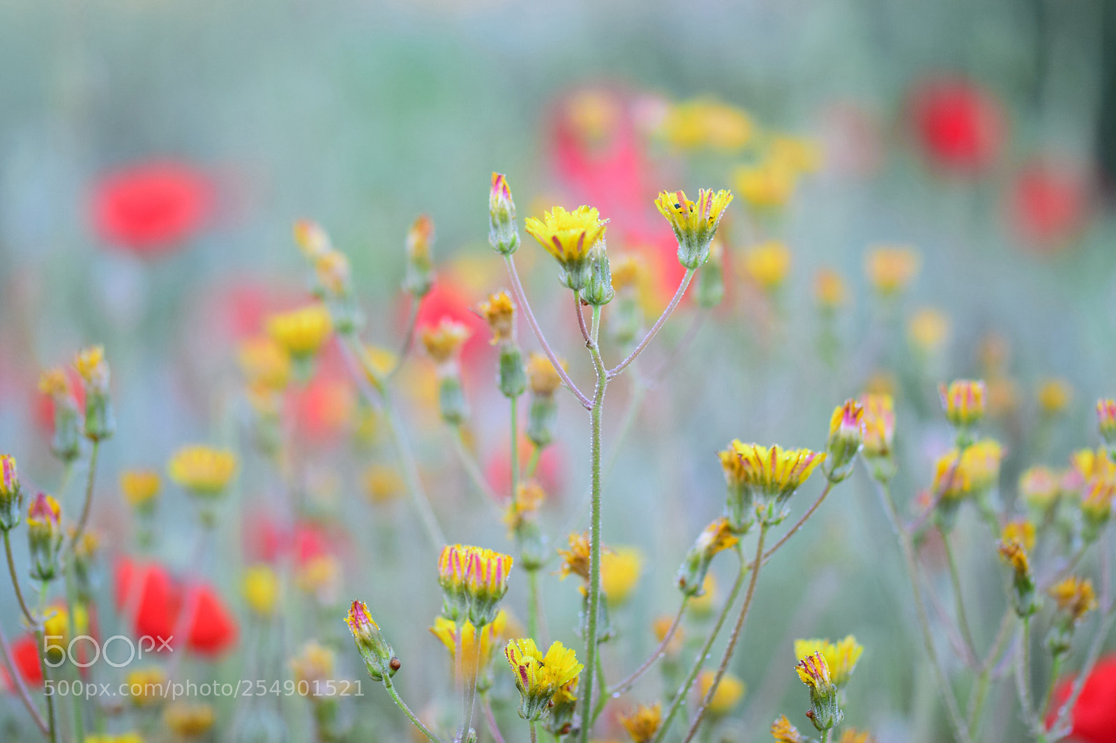 Nikon D3300 sample photo. Spring colors photography