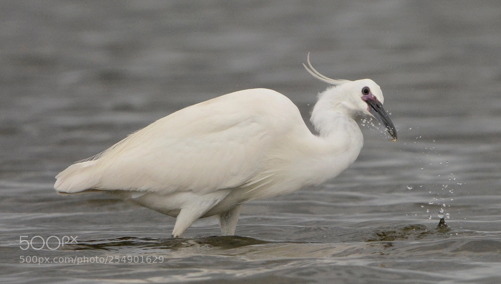 Nikon D7100 sample photo. Egretta garzetta photography