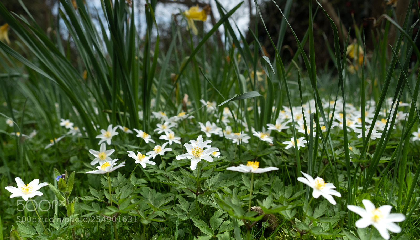 Fujifilm X-T2 sample photo. Wood anemones photography