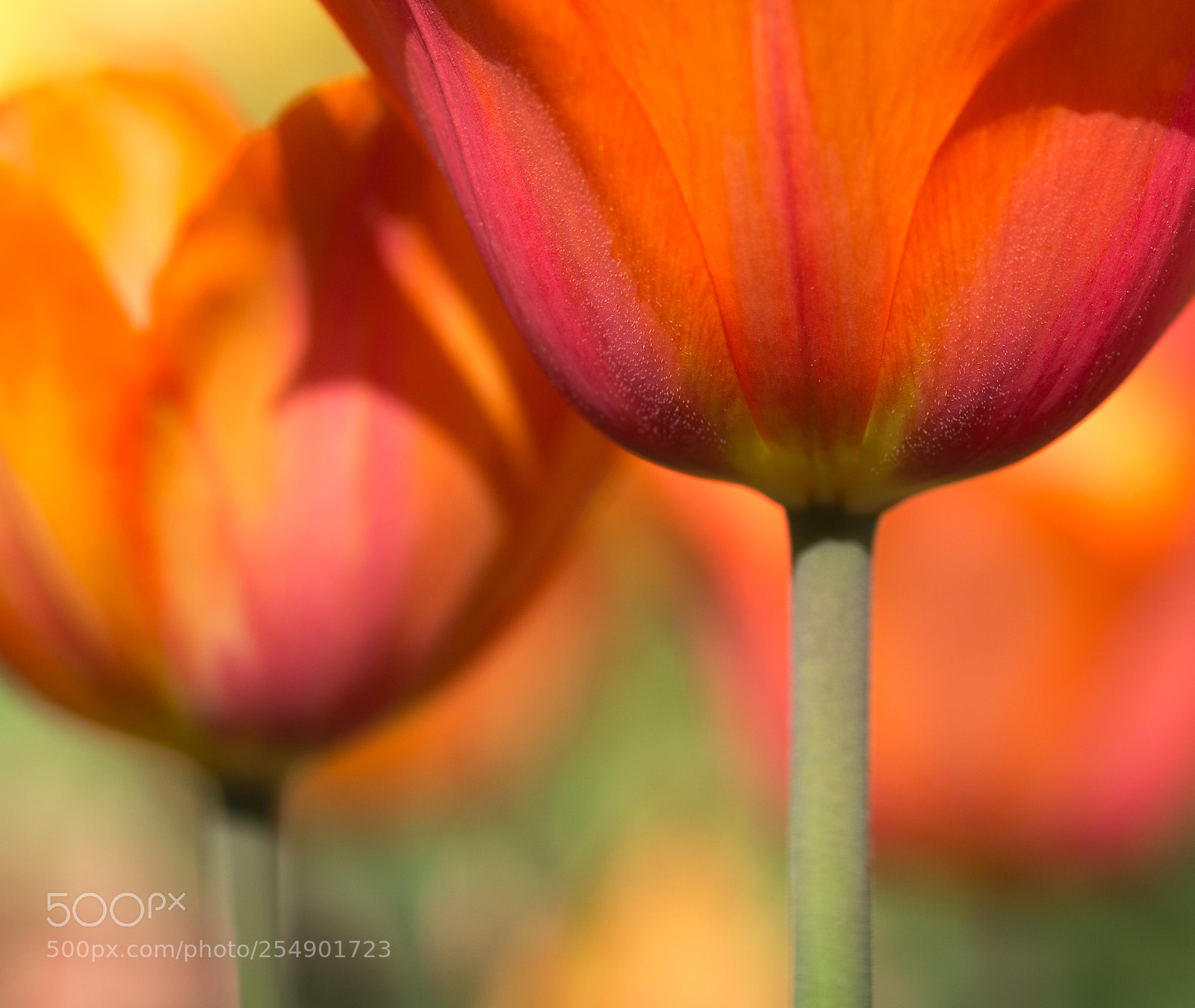 Nikon D7100 sample photo. Colourful tulip photography