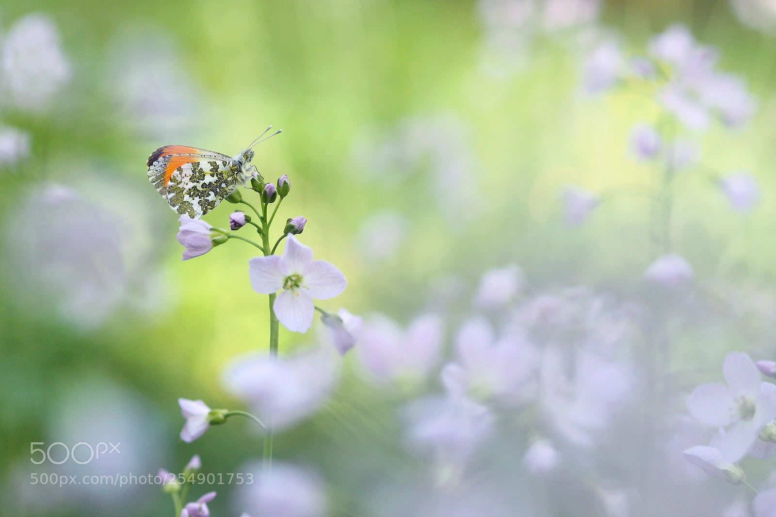 Olympus OM-D E-M10 sample photo. Orange tip photography