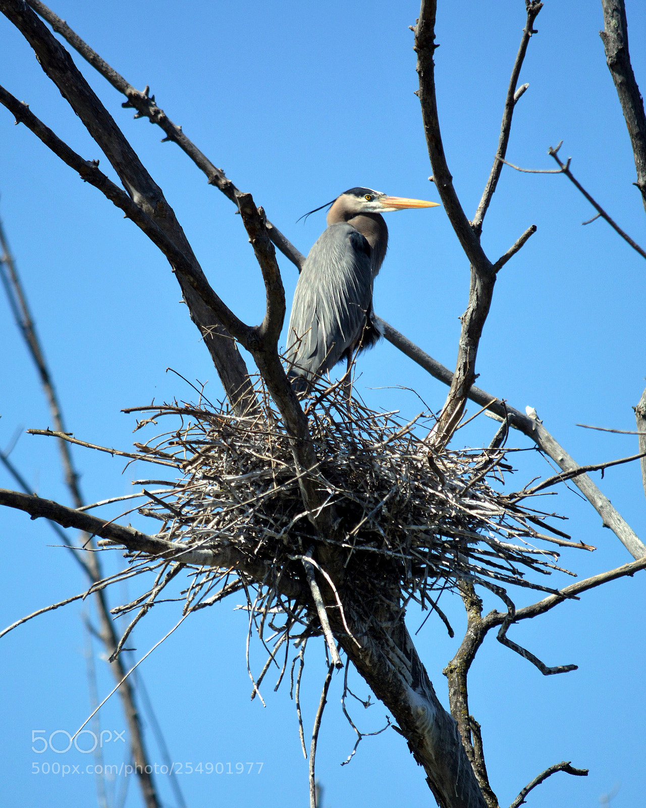 Nikon D7100 sample photo. Jpg photography