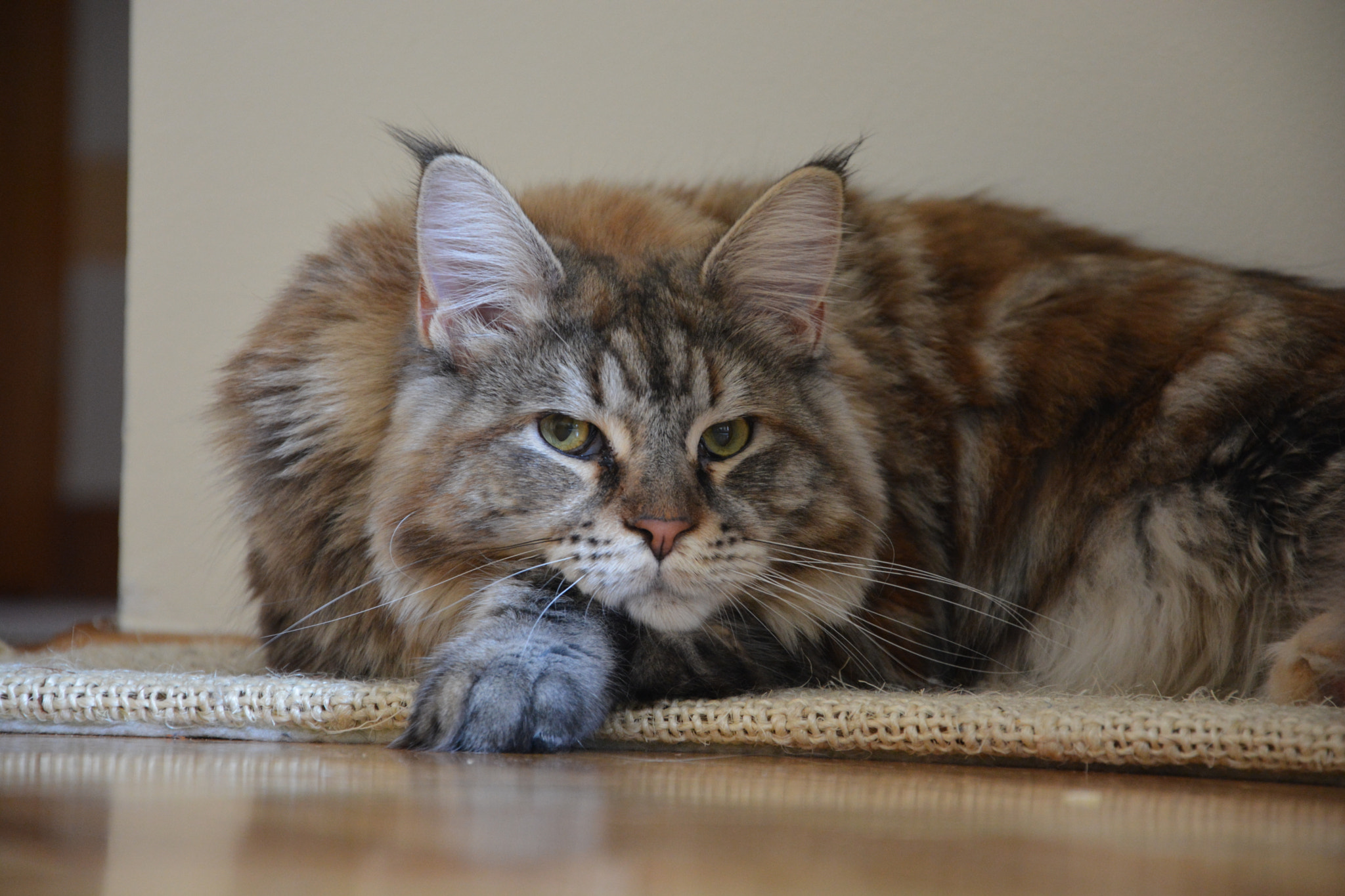 Nikon D5200 sample photo. Afternoon nap 2 photography