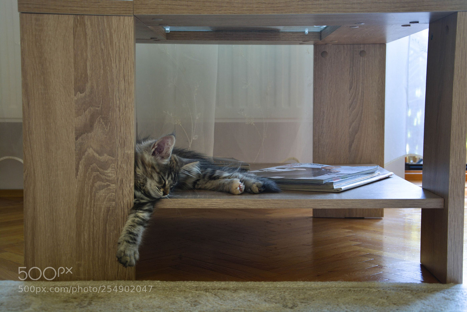 Nikon D5200 sample photo. Afternoon nap 1 photography