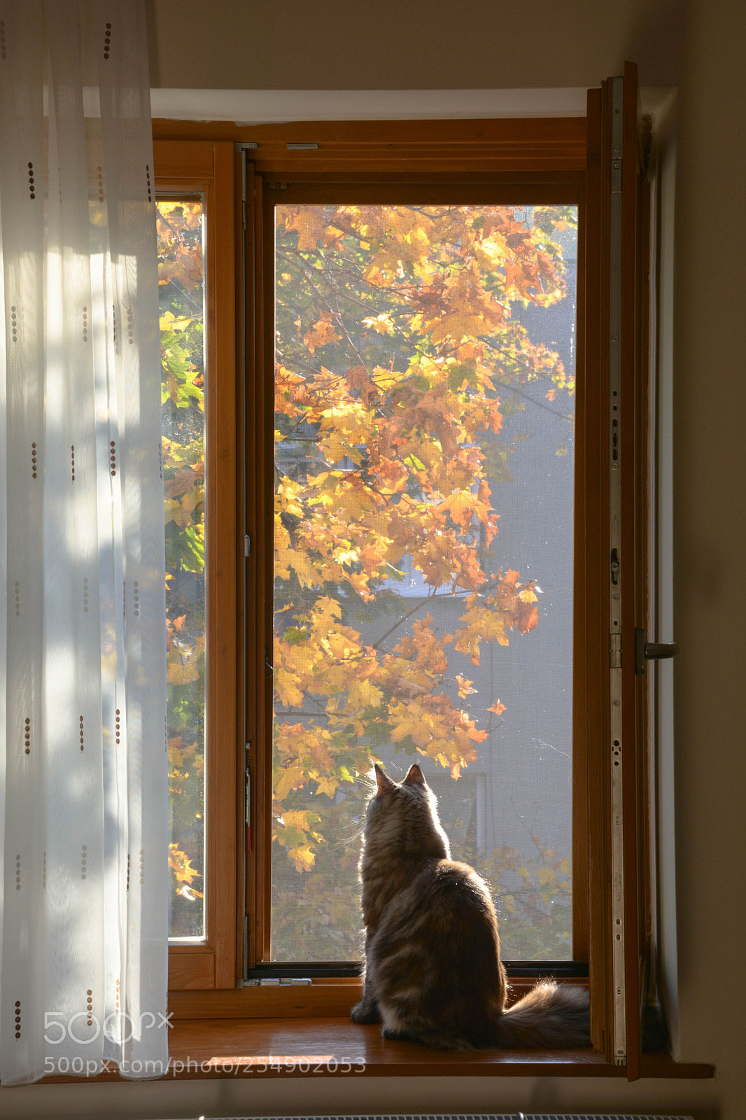 Nikon D5200 sample photo. Autumn cat photography
