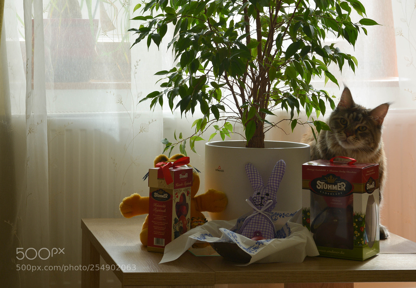 Nikon D5200 sample photo. Cat in the easter photography