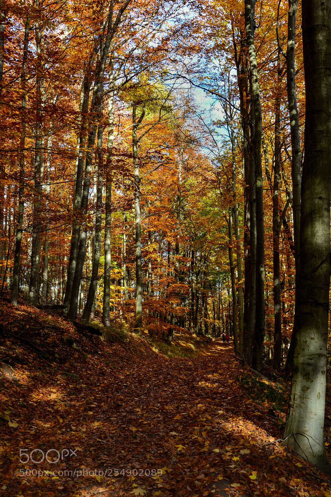 Nikon D5200 sample photo. Autumn forest photography