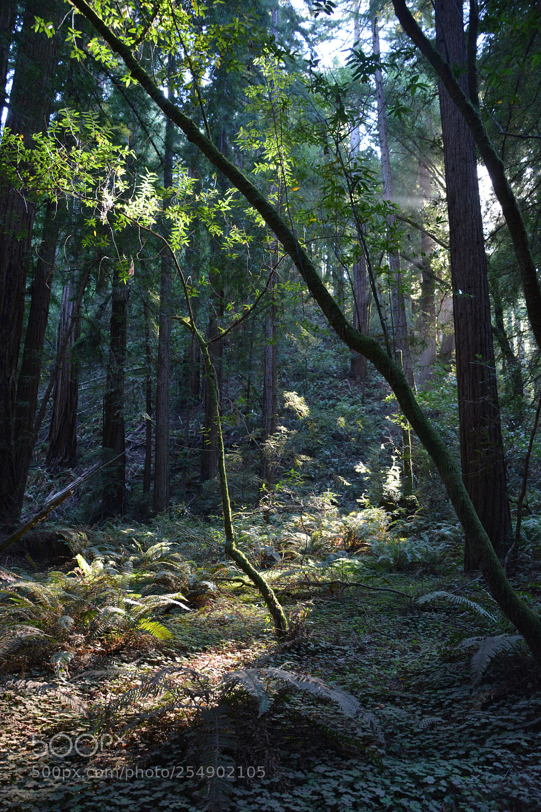 Nikon D5200 sample photo. Forest photography