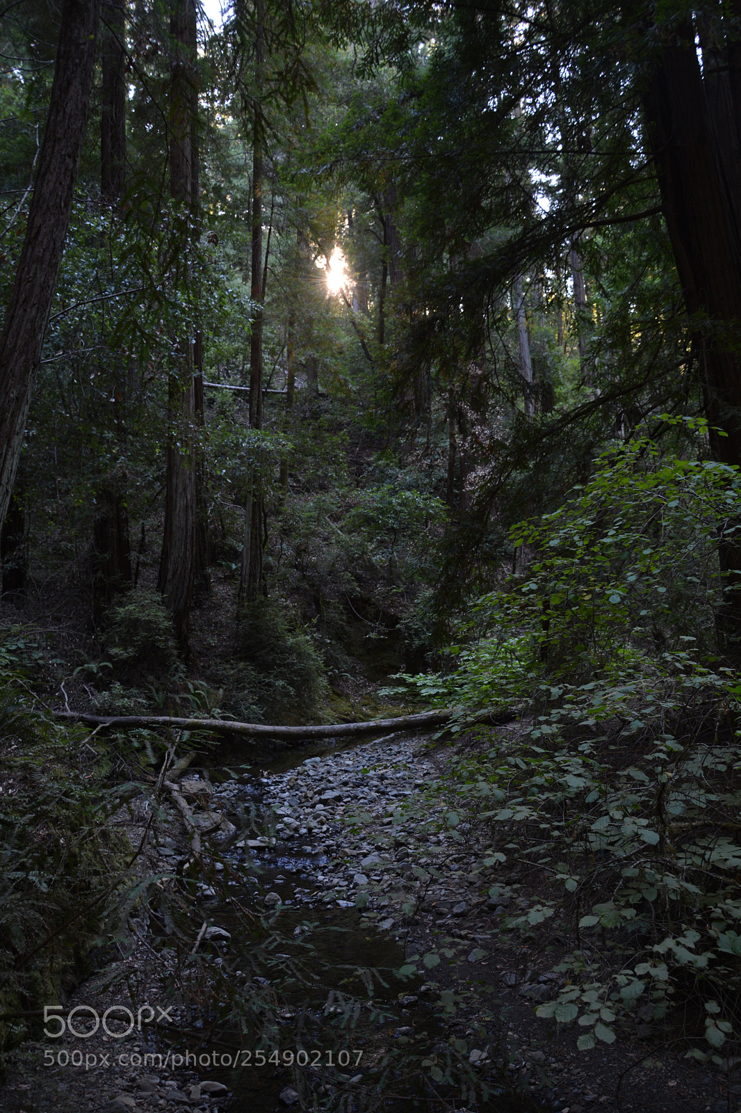 Nikon D5200 sample photo. Forest photography