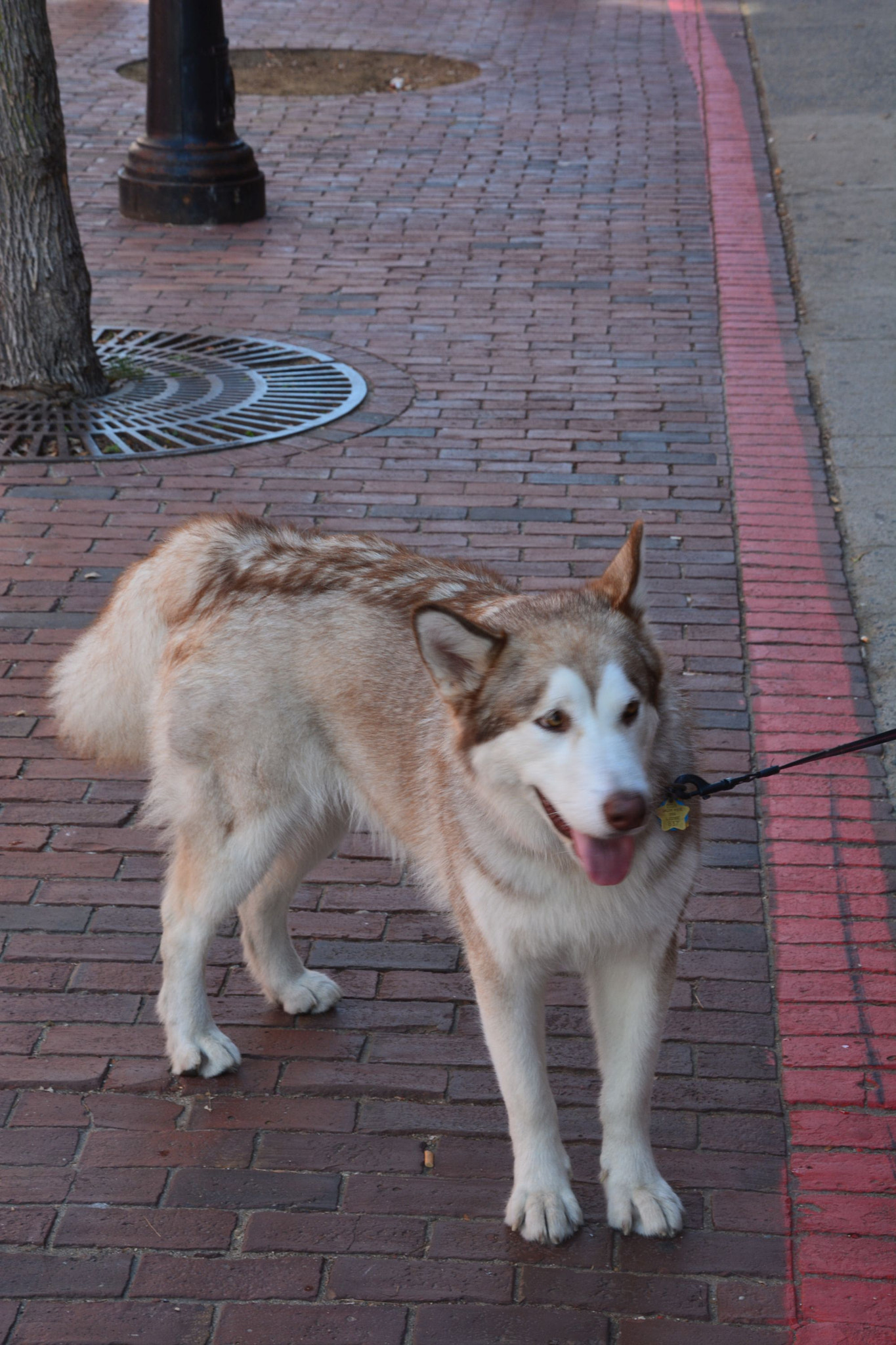Nikon D5200 sample photo. Husky photography