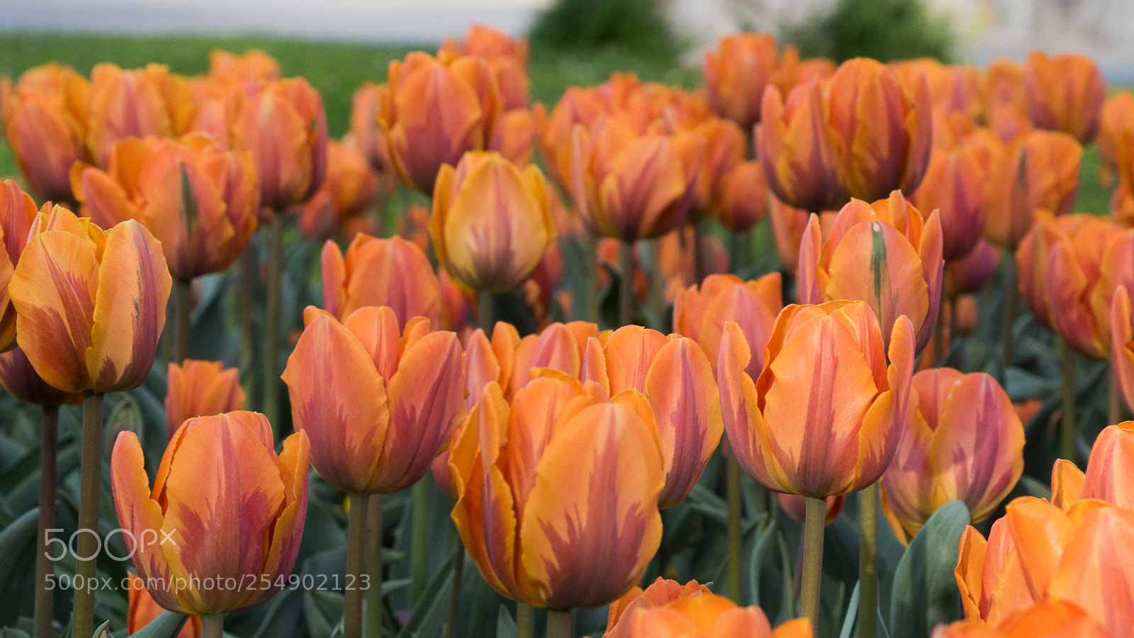 Sony ILCA-77M2 sample photo. Tulpen photography