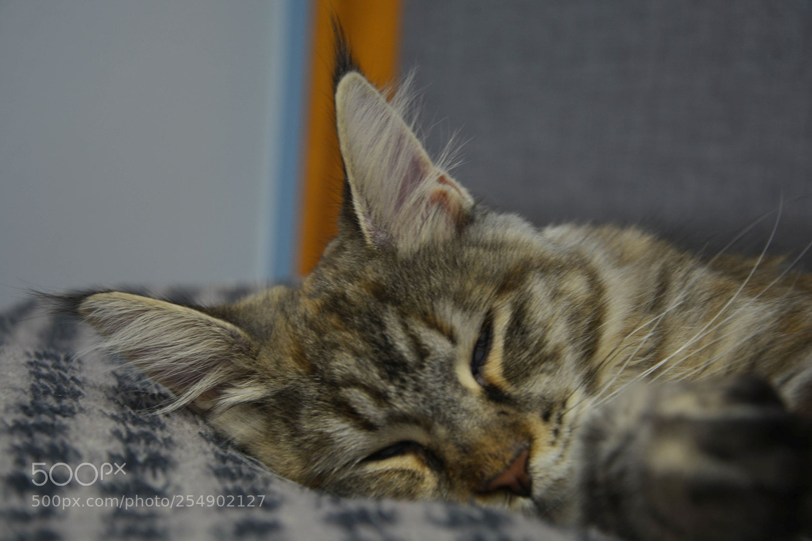 Nikon D5200 sample photo. Sleeping cat photography