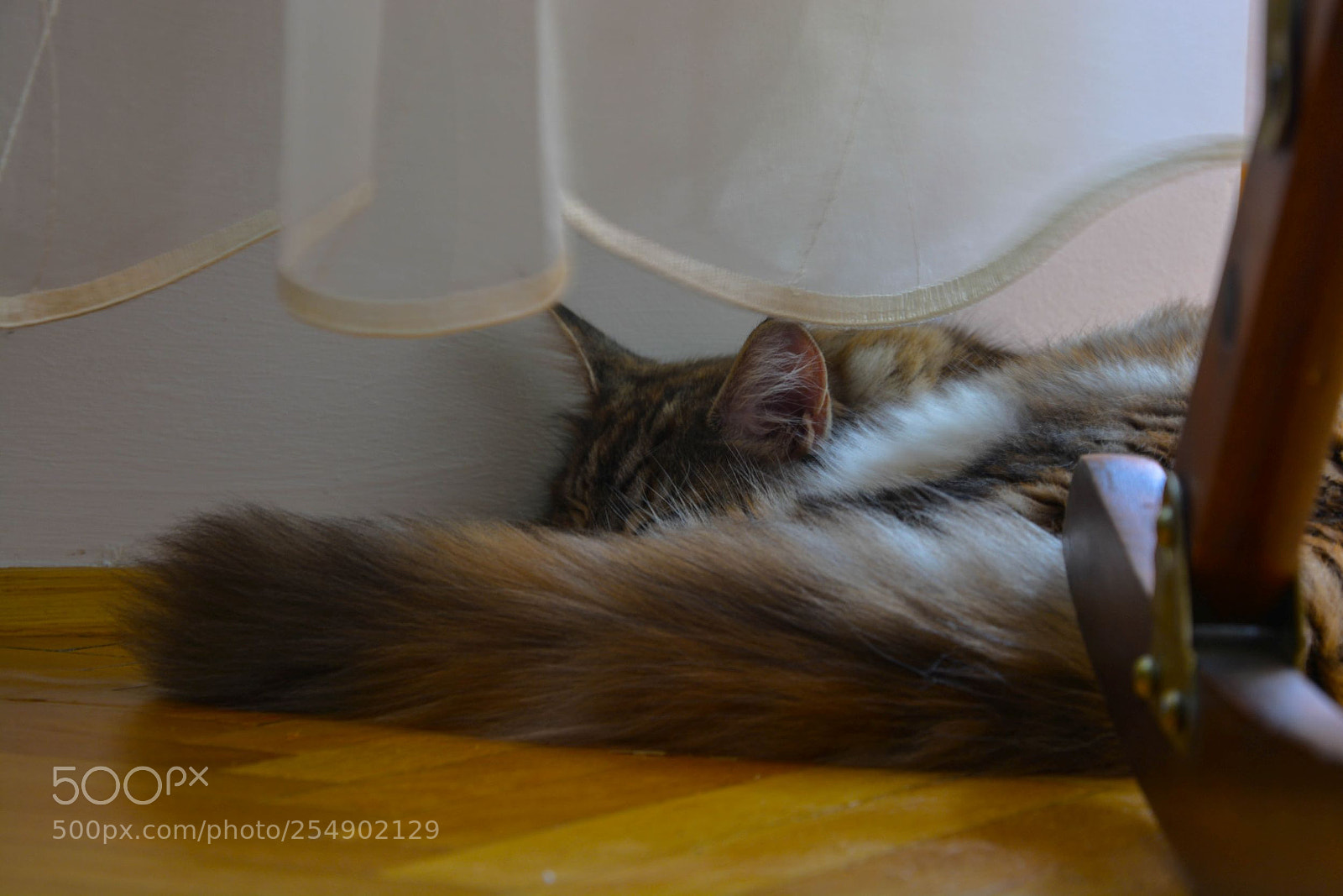 Nikon D5200 sample photo. Sleepy cat photography