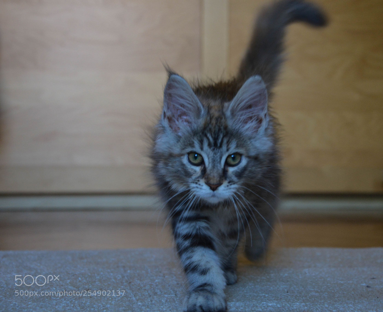 Nikon D5200 sample photo. Tamina photography