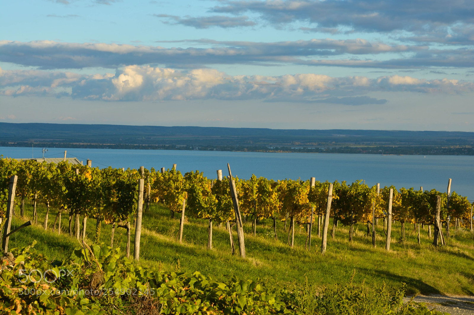 Nikon D5200 sample photo. Vineyard near balaton photography
