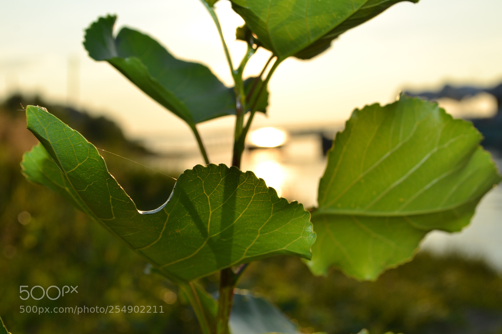 Nikon D3100 sample photo. Here and now photography