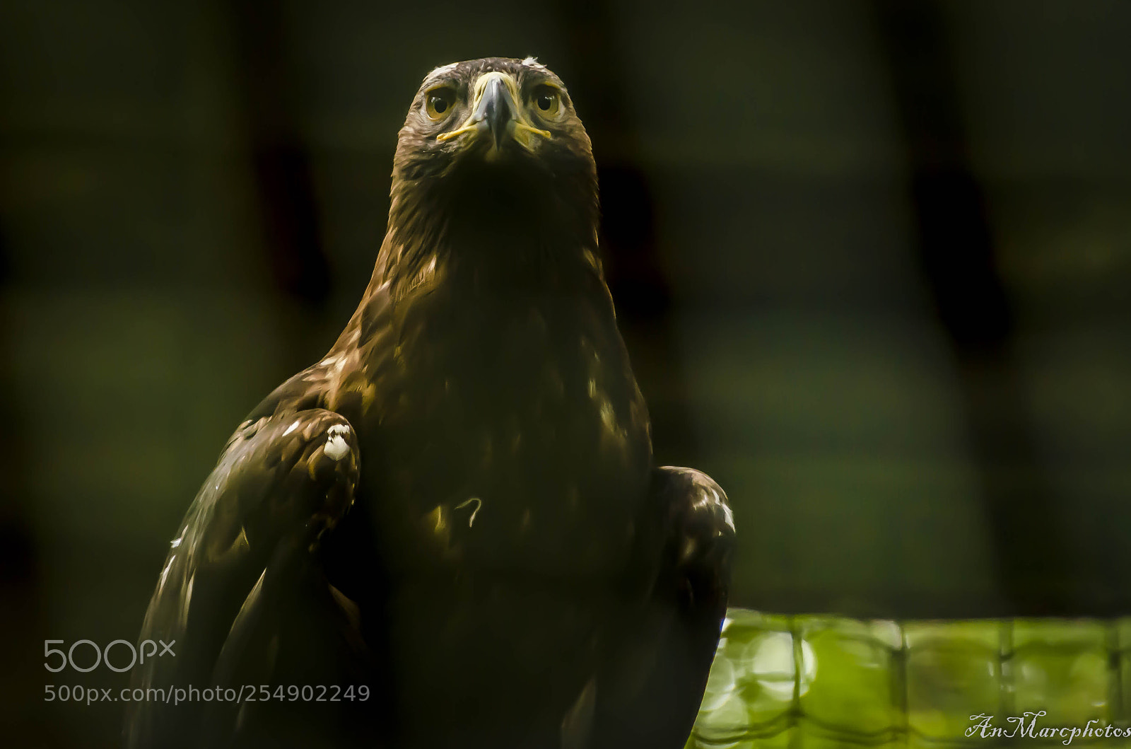 Nikon D7000 sample photo. Eagle rambouillet parc france photography