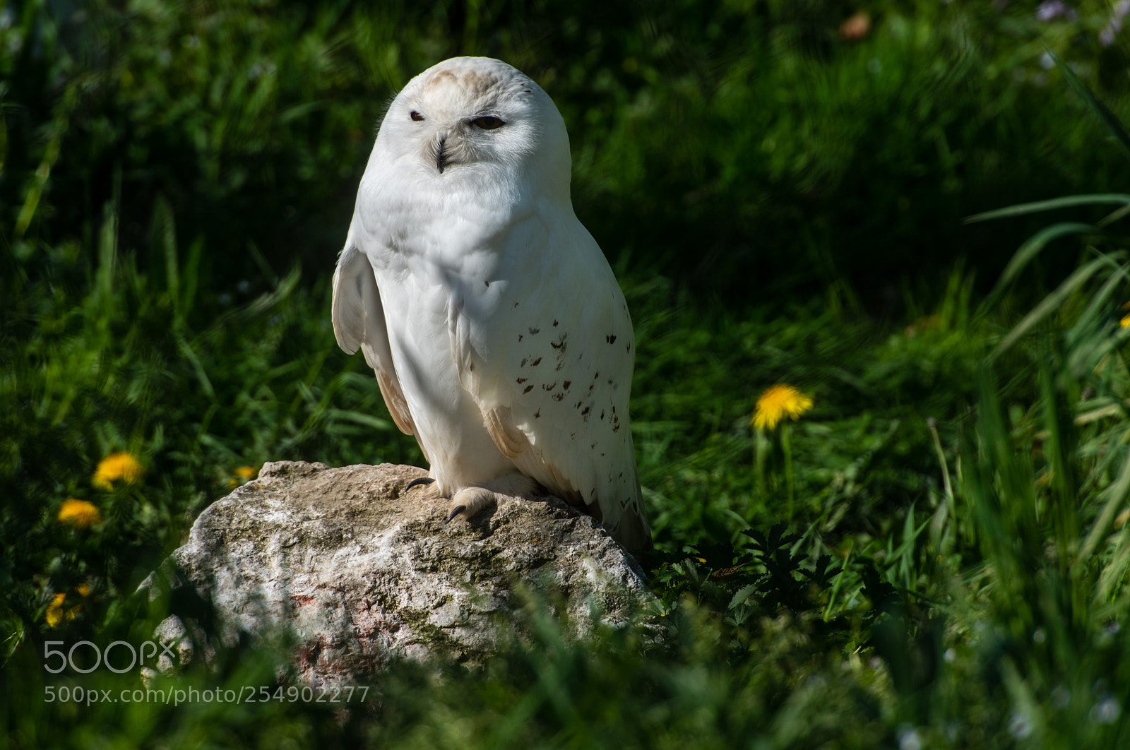 Nikon D810 sample photo. ...chilling photography