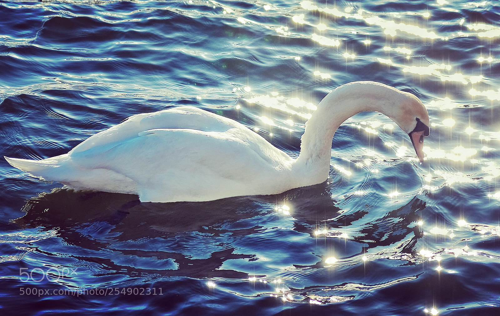 Fujifilm X-T2 sample photo. Swimming swan photography