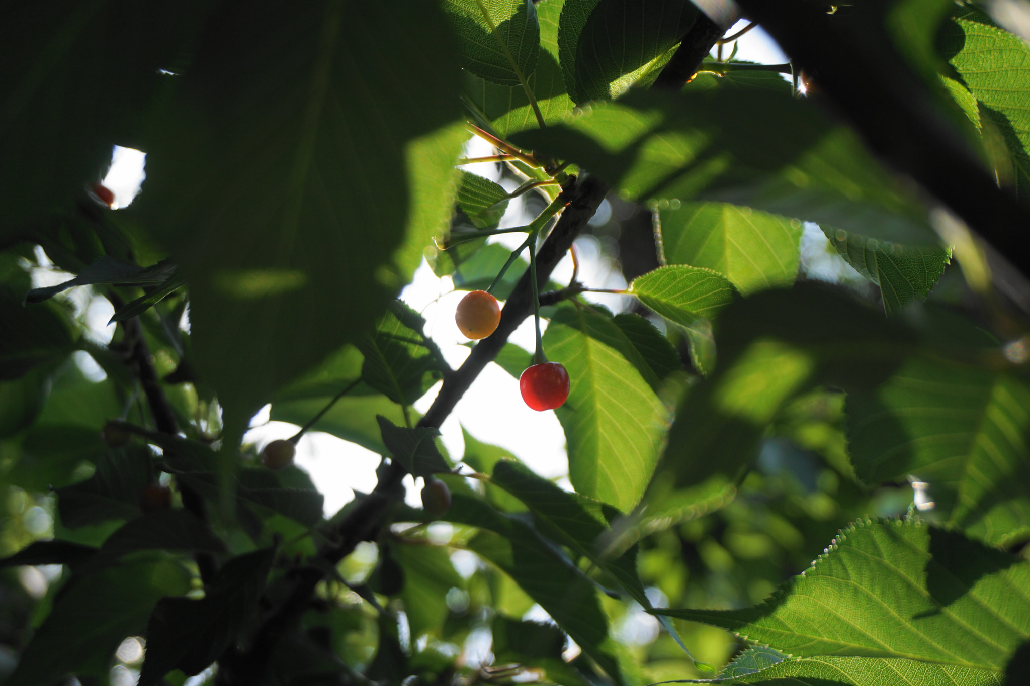 Sony a5100 sample photo. Fruit photography