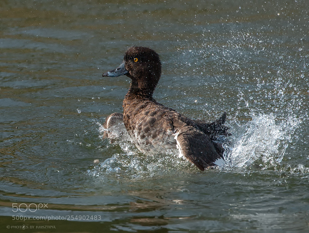 Canon EOS 70D sample photo. Tufted duck photography