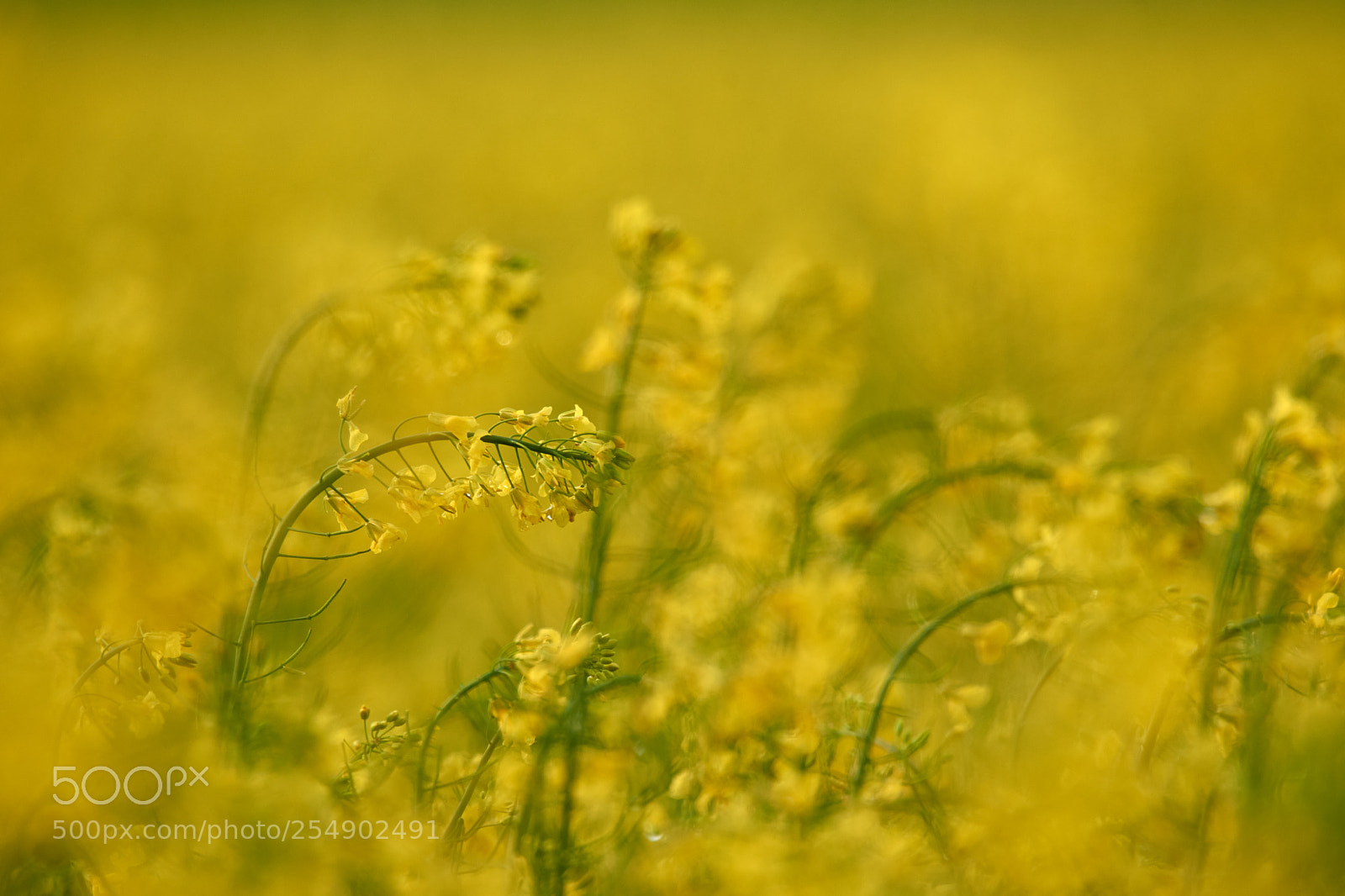 Nikon D7200 sample photo. Yellow photography