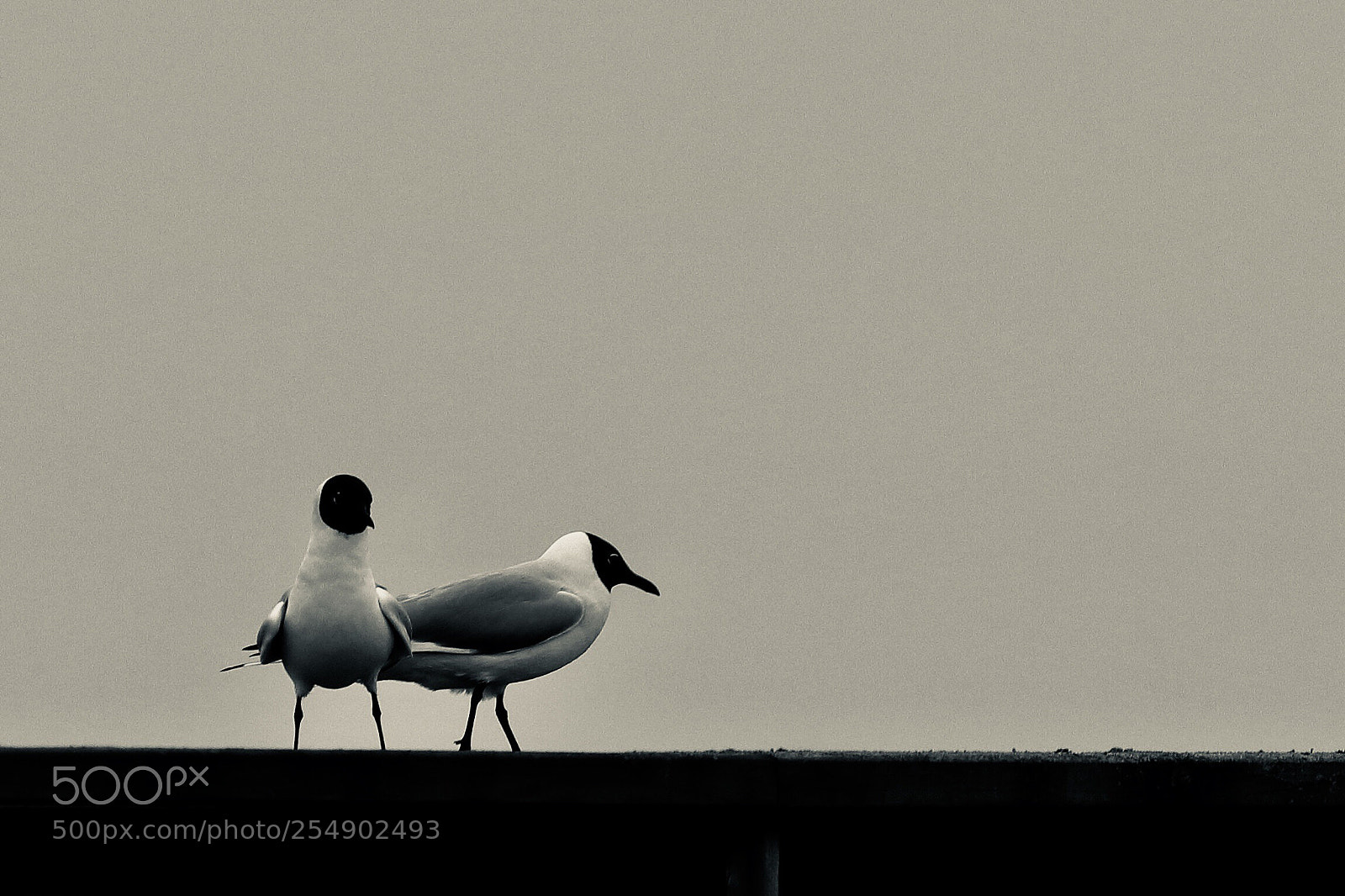 Canon EOS 800D (EOS Rebel T7i / EOS Kiss X9i) sample photo. Gulls  photography