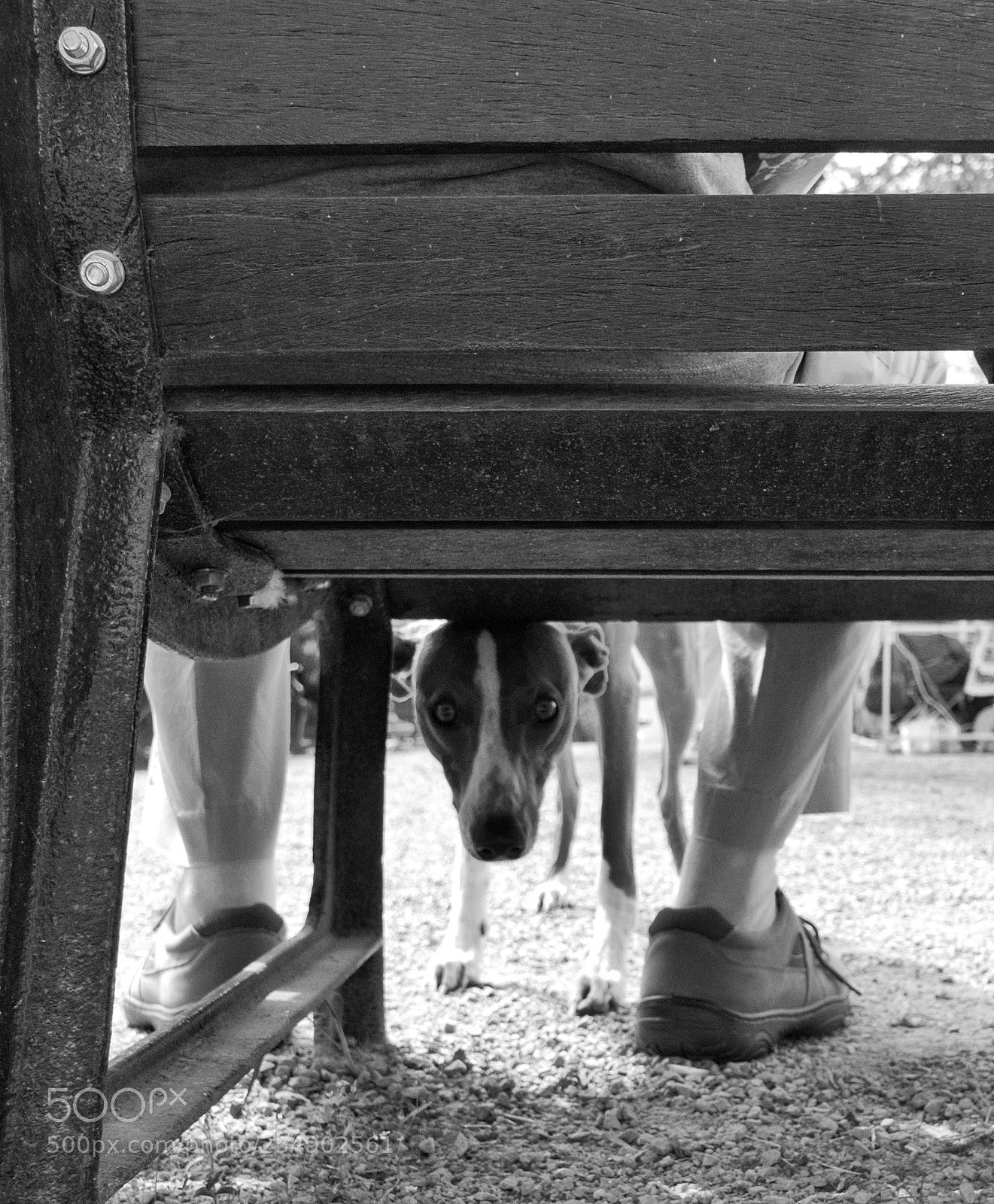 Panasonic Lumix DMC-LX100 sample photo. Here's looking at you photography
