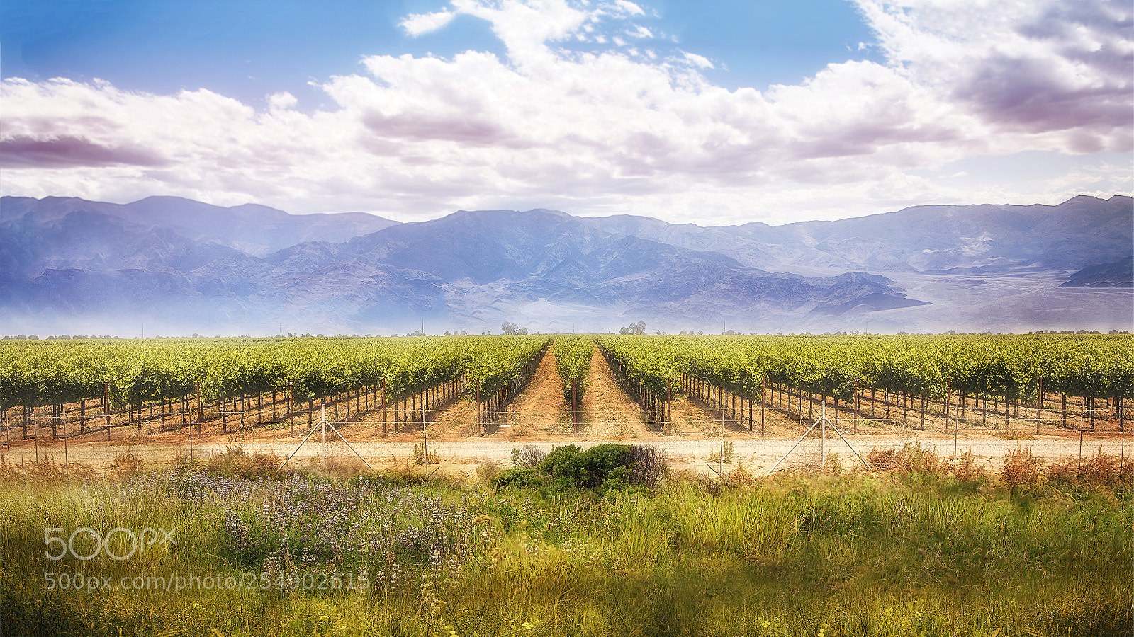 Nikon D750 sample photo. Vineyard winery background landscape photography