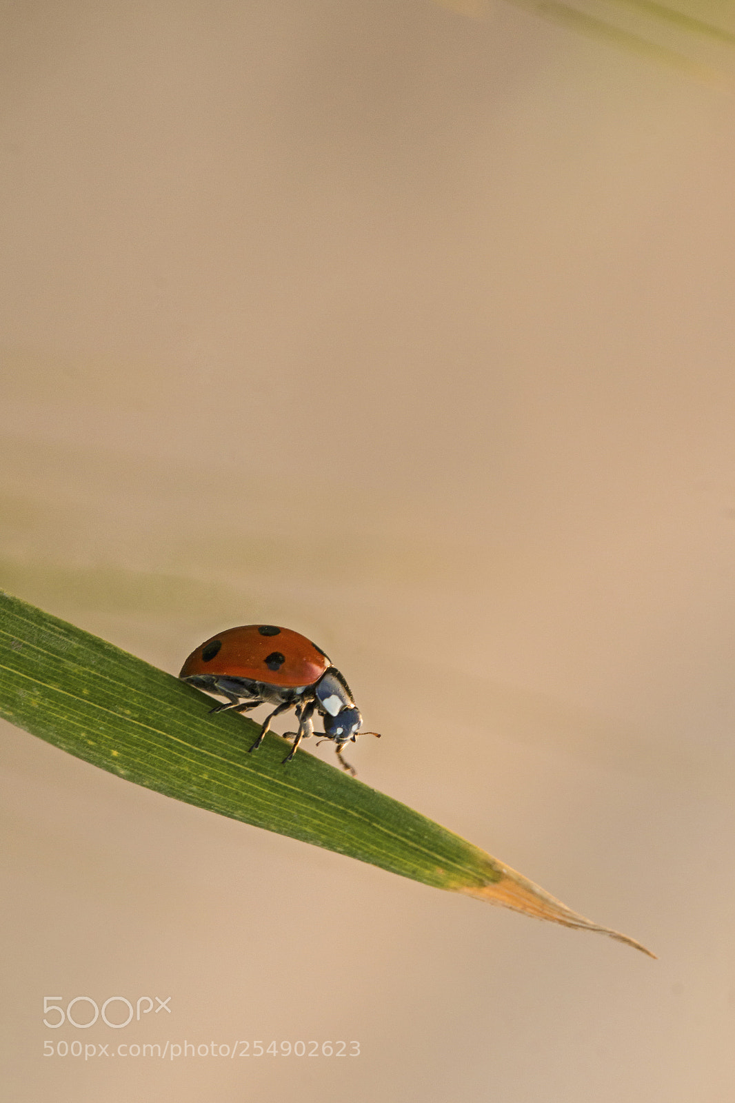 Canon EOS 70D sample photo. "walking on the edge." photography