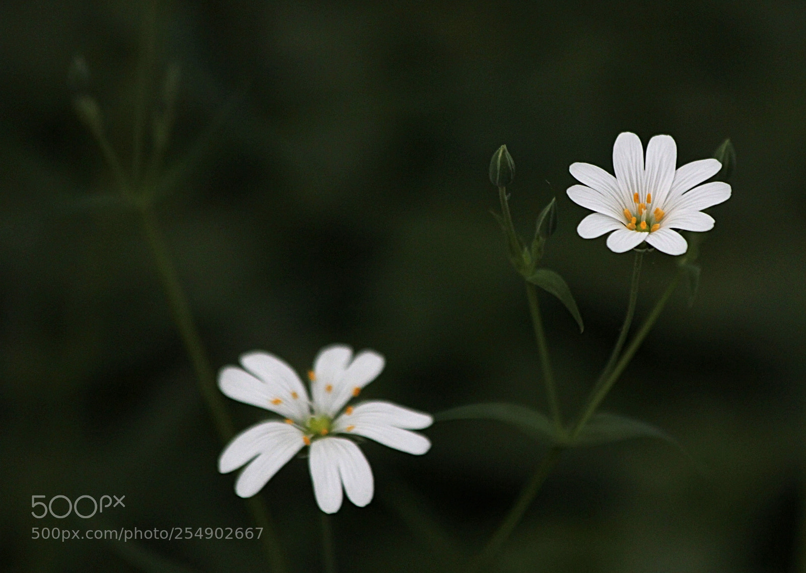 Canon EOS 600D (Rebel EOS T3i / EOS Kiss X5) sample photo. Stellaria graminea photography