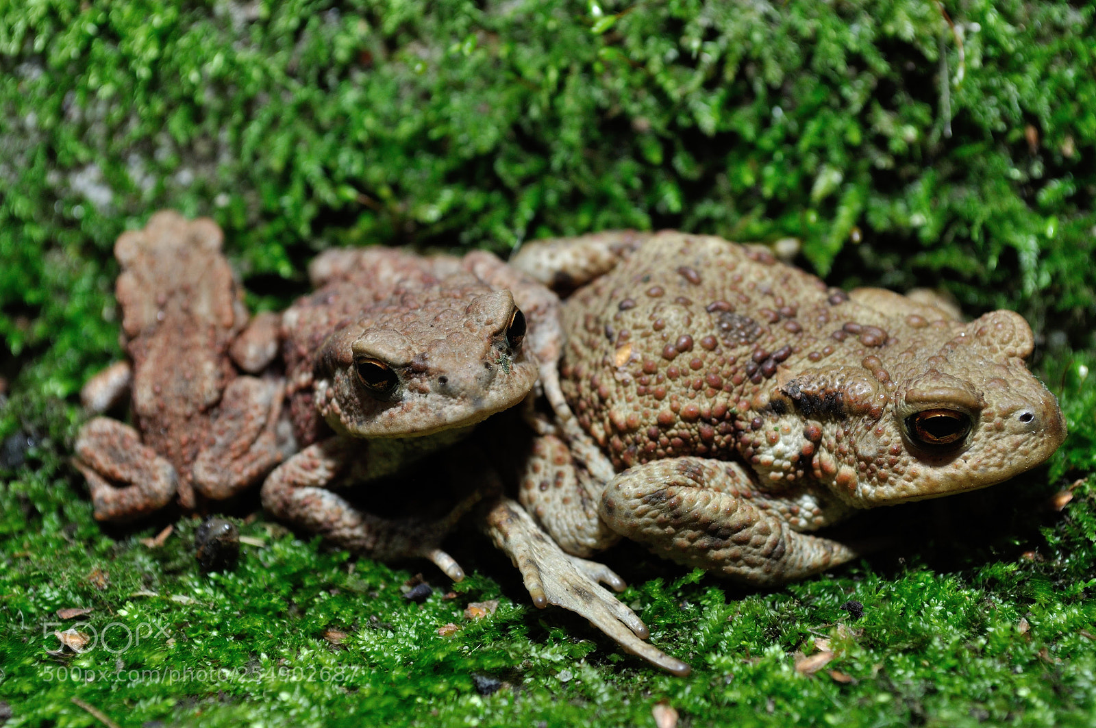 Nikon D5000 sample photo. Frog family photography