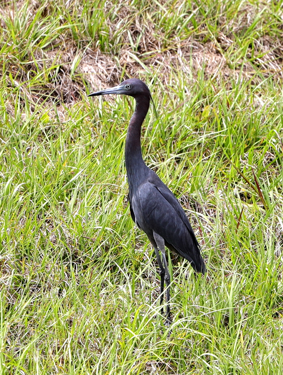 Canon EOS-1D X Mark II sample photo. 04-23-18-0014238.jpg photography